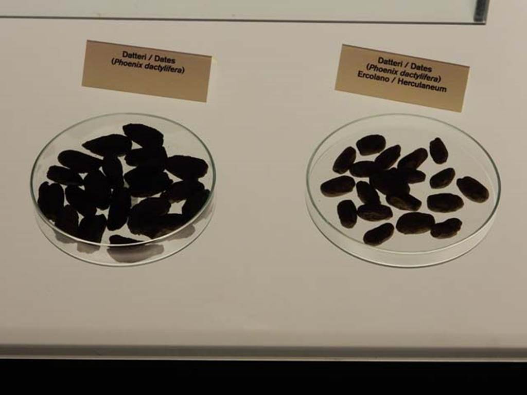 Herculaneum, May 2016. Example of carbonised dates from Herculaneum, on right. Photo courtesy of Buzz Ferebee.